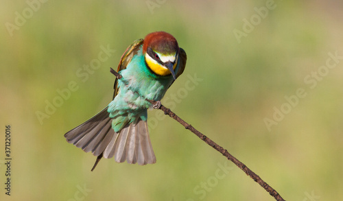 European bee-eater, merops apiaster. The bird sits on a beautiful old branch, spreading its tail feathers