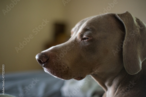 Tired dog about to fall alseep sitting up in the window light. Indoor family pet, relaxing close up.