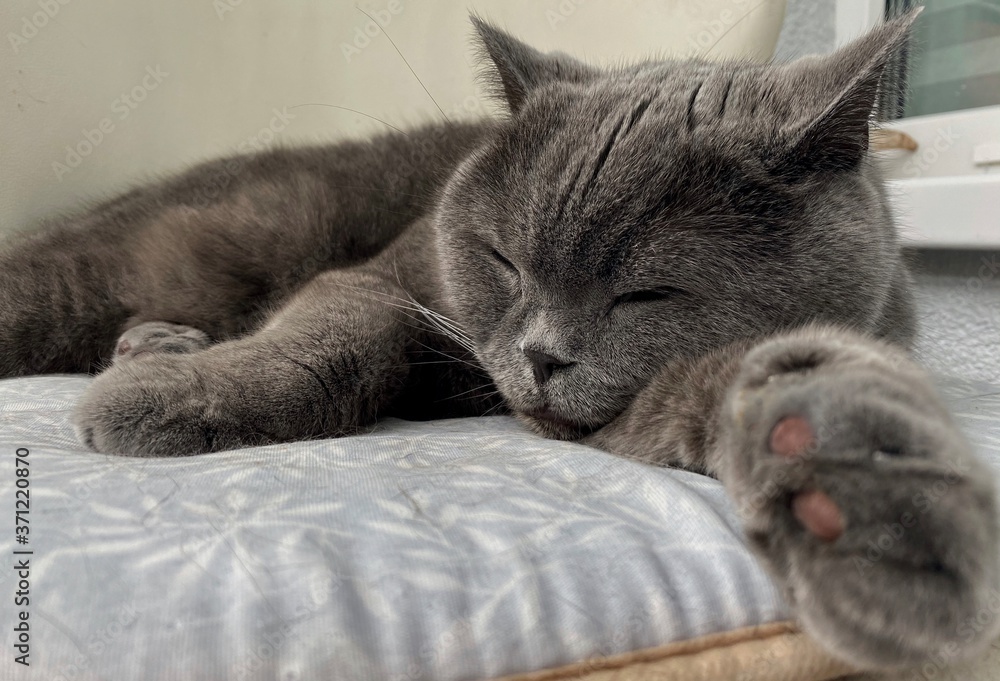 Grey British cat sleepingon the floor