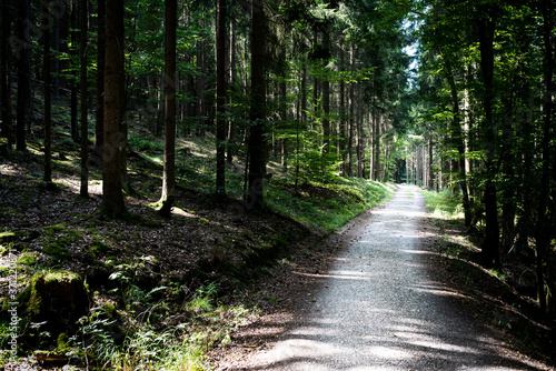 empty path or road through dark thick forest on summer day