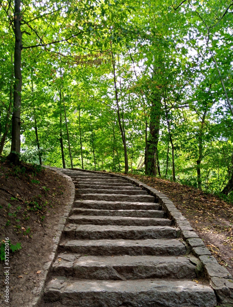 Obraz premium Summer landscape, path in the forest