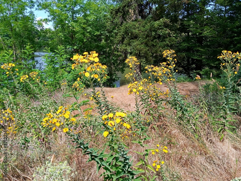 Obraz premium Summer landscape, trees in the forest