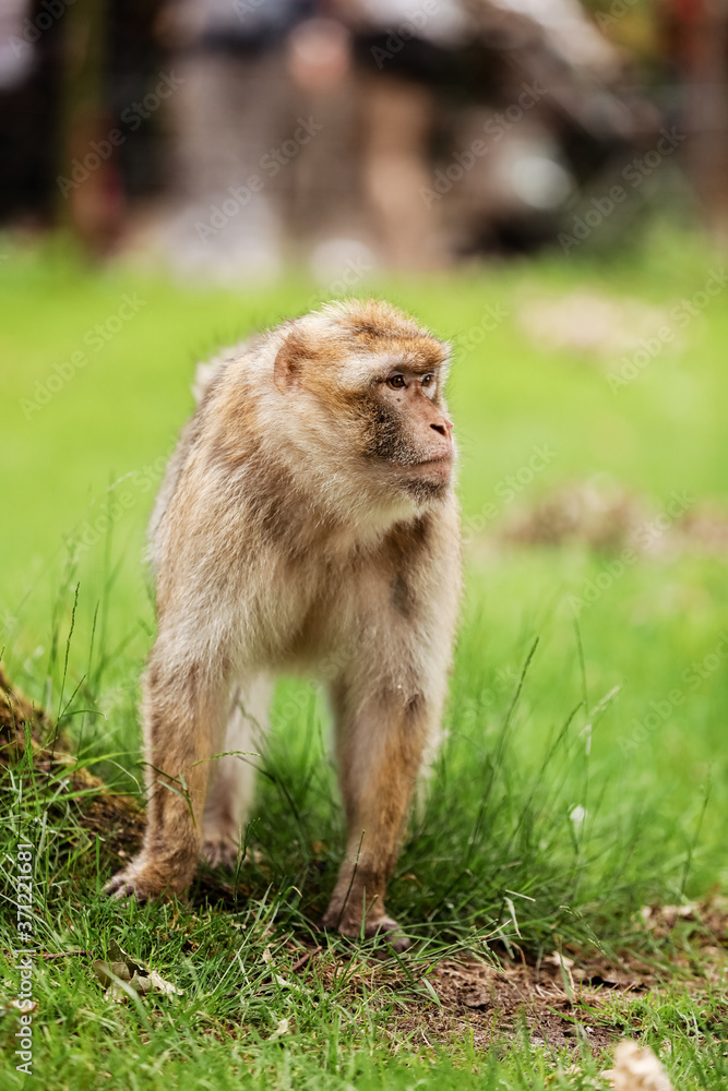 Macaque on the grass. Little popular monkey. monkey in the zoo on the grass. Macaque on the grass. Little popular monkey. monkey in the zoo on the grass.