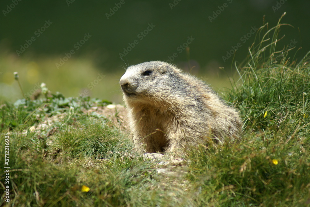 Close up of a groundhog in a mountain field Close up of a groundhog in a mountain field