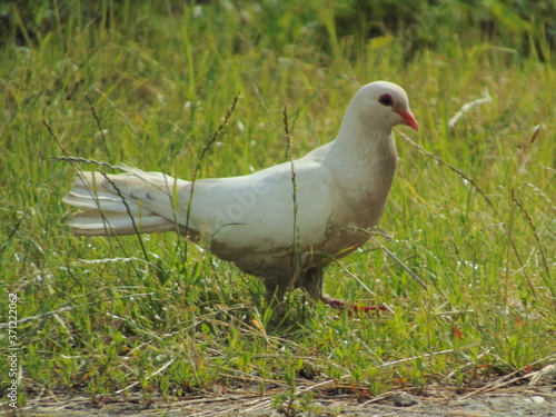 white dove on grass