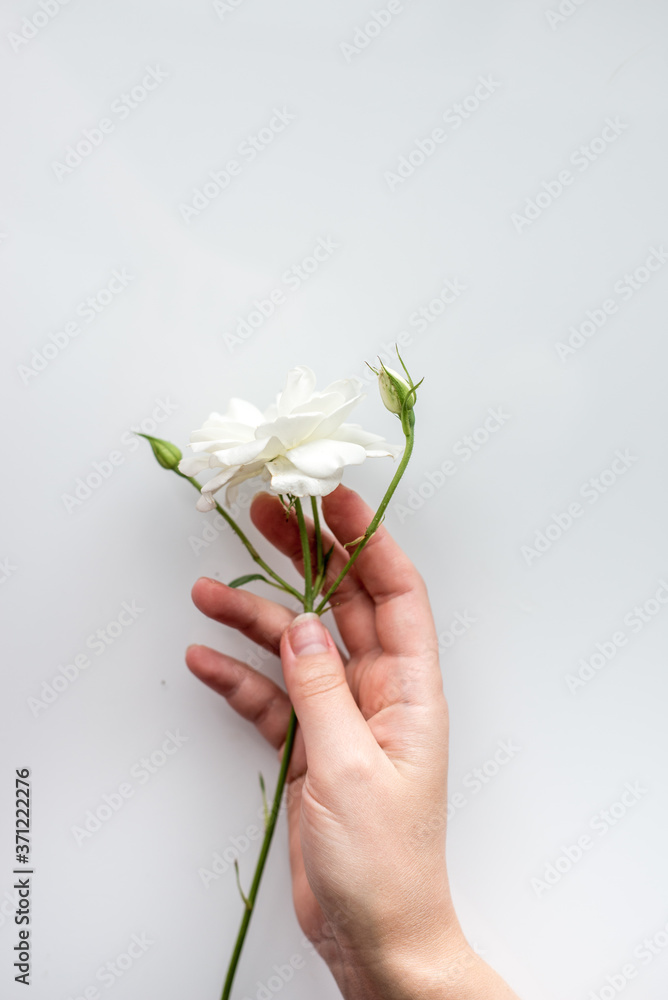 Woman hands with beautiful white rose flowers on white pastel table top.Minimalism in flat style with place for text. Woman hands with beautiful white rose flowers on white pastel table top.Minimalism in flat style with place for text.