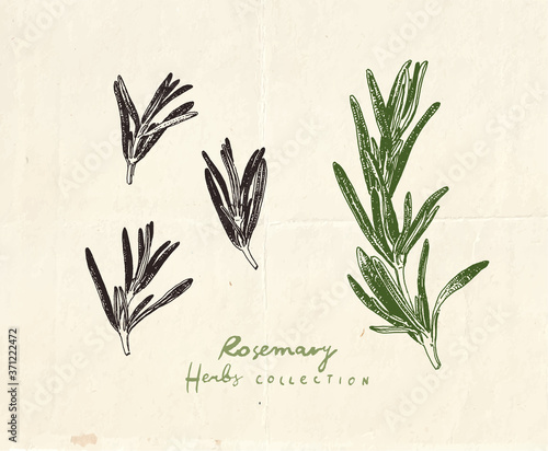 Close up drawing of rosemary herb, vintage hand drawn illustration
