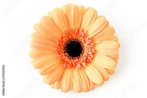 Orange gerbera flower on the white background. Flat lay  top view 