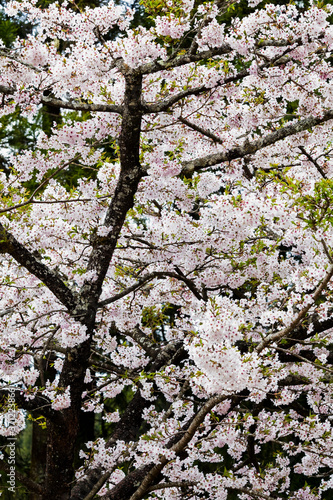 cherry blossoms blooming in Alishan of Chiayi. Alishan Forest Recreation Area in Chiayi, Taiwan.