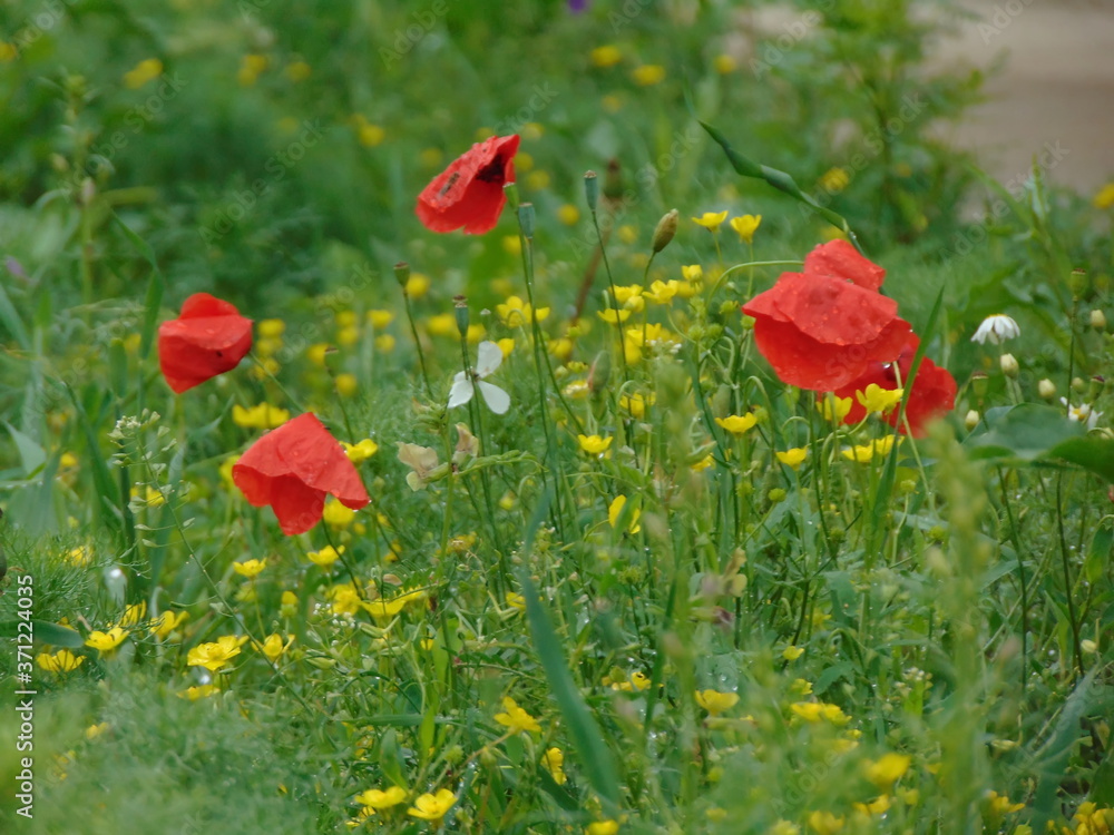 Obraz premium field of red poppies
