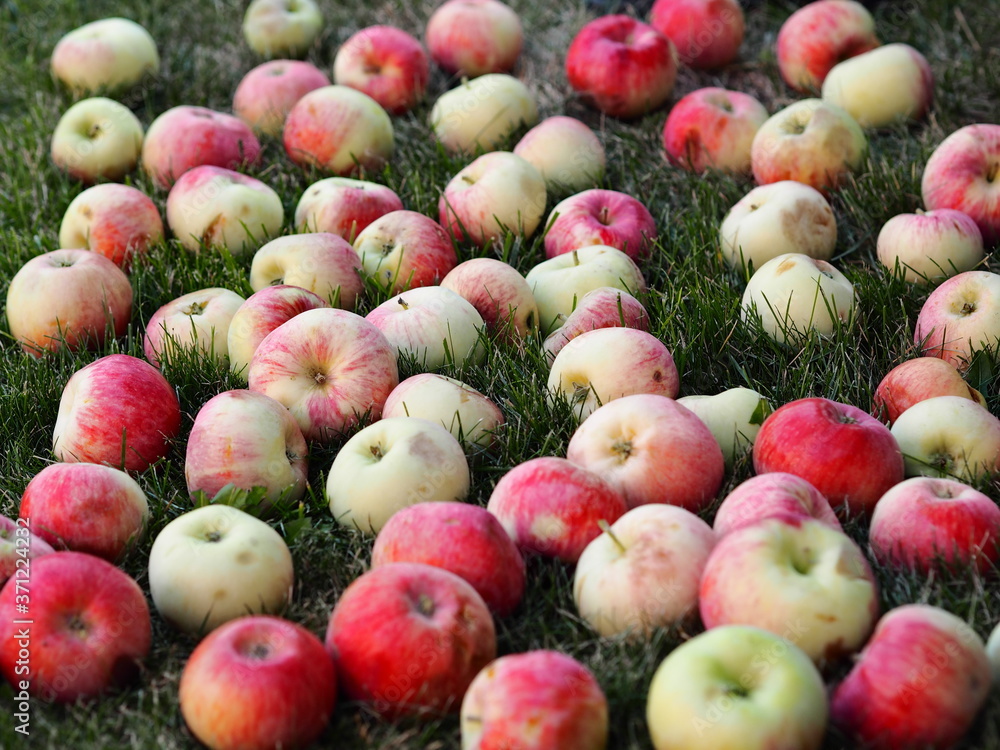 Red apples falling from a tree lies on the ground among green grass. Autumn background. Red apples falling from a tree lies on the ground among green grass. Autumn background.
