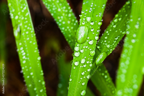Fresh green grass with dewdrops close-up. 