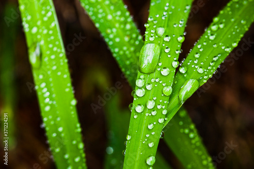 Close-up of fresh green grass with dew