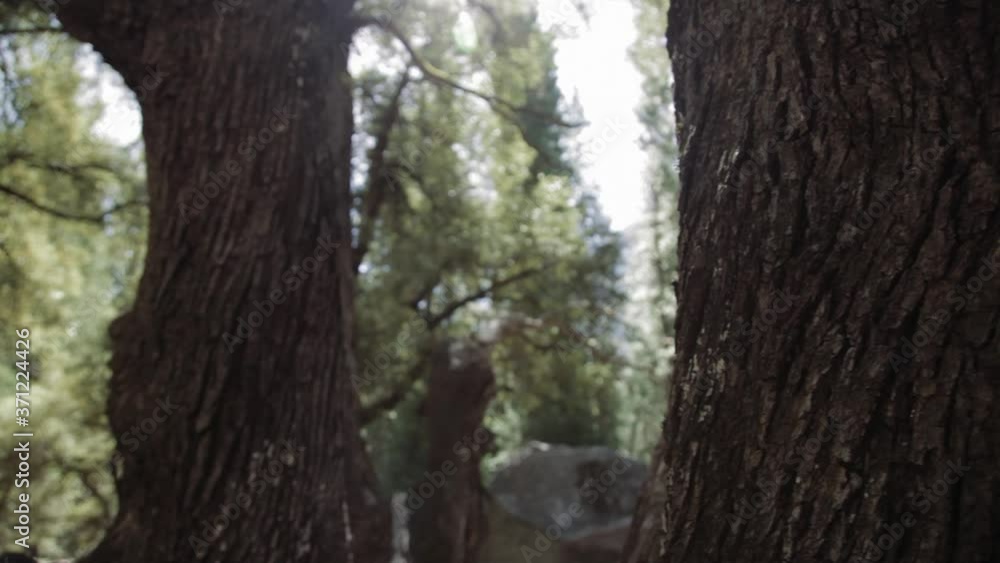 Slow Pan Right Across Tree Bark With Lens Flare In Yosemite. Low Angle Slow Pan Right Across Tree Bark With Lens Flare In Yosemite. Low Angle