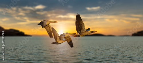 Flying ducks on near to lake evening landscape.