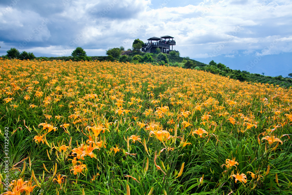 The beautiful daylily flower in sixty stone mountain of hualien, Taiwan.