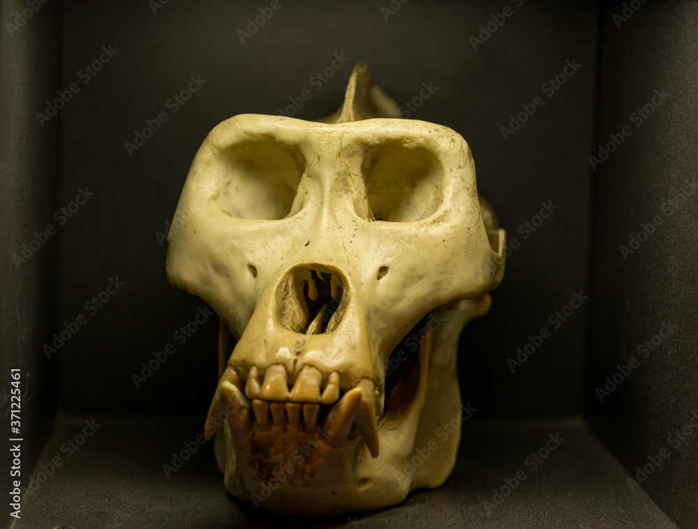 Naklejka premium A gorilla skull in a black shadow box. Animal skull isolated closeup on black surface and background.