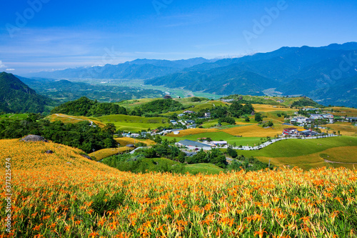 The beautiful daylily flower mountain in sixty stone mountain of hualien, Taiwan.