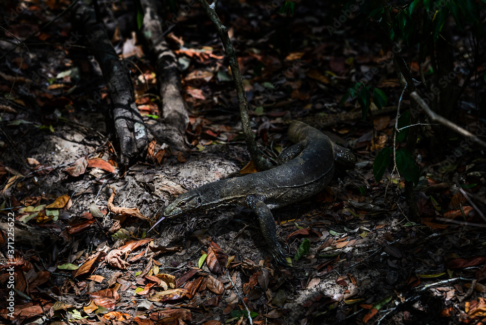Bengal Monitor - Varanus bengalensis, large lizard from Sri Lankan forests, Sri Lanka. Bengal Monitor - Varanus bengalensis, large lizard from Sri Lankan forests, Sri Lanka.