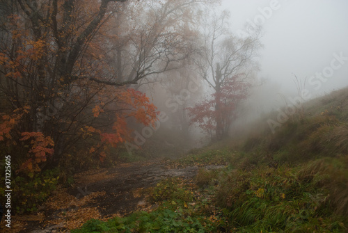 fog in the autumn forest