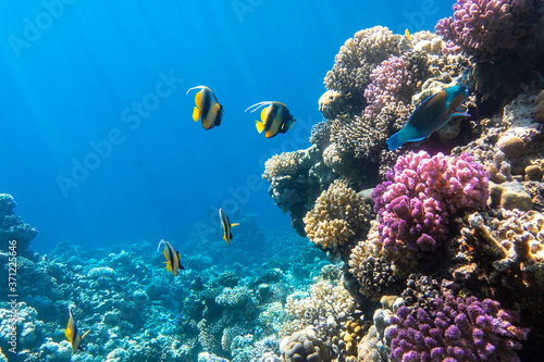 Pennant coralfish (longfin bannerfish), Butterflyfish (Chaetodon) and Parrotfish in colorful coral reef, Red Sea, Egypt. Bright yellow striped tropical fish in the ocean, clear blue turquoise water.