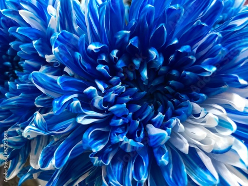 Fototapeta Naklejka Na Ścianę i Meble -  Close up of the blue flower.