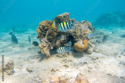 Sergeant major fish (pintano) in Red Sea, Egypt. Bright striped tropical fish in the ocean, clear blue turquoise water. Sandy bed near a coral reef. Underwater photo.