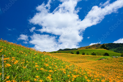 view of the beautiful daylilies in the Liushishi Mountain of Hualien  Taiwan.