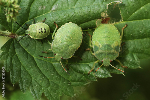 Three green stink bugs on a leaf in summertime