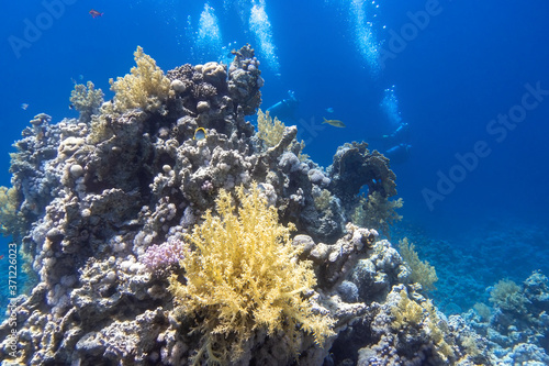 Underwater diving in Red Sea. Divers behind the coral reef in clear blue water, deep in the ocean. Active entertainment at the tropical resort. Beautiful colorful aquatic life.