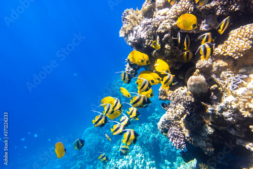 Photography Large school of Butterflyfish (Chaetodon) in the coral reef, Red Sea, Egypt