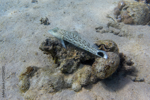 Sand lizardfish (Synodus dermatogenys) in Red Sea, Egypt. Disguised spotted tropical fish hiding in rocks on the sandy ocean floor.