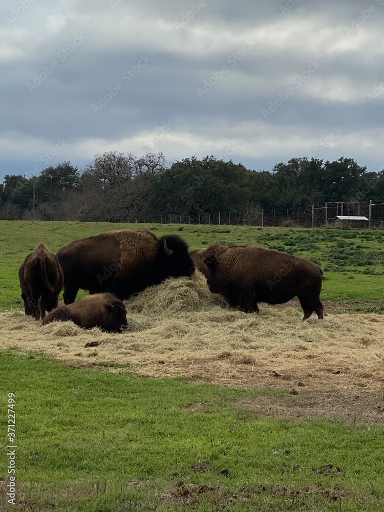 buffalo bison eating grass 