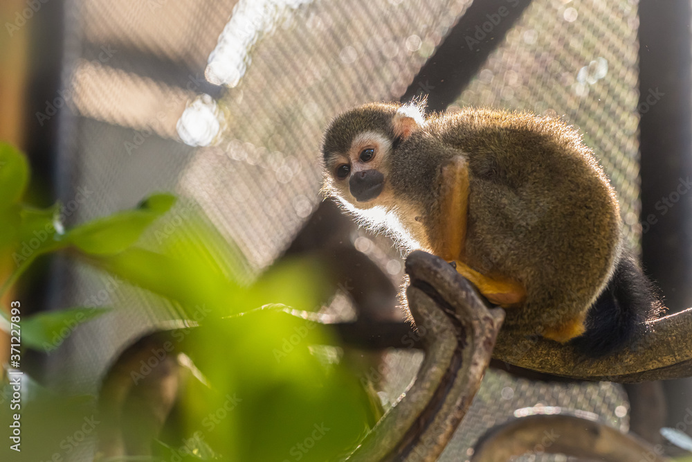 Obraz premium Little monkey in the warm light