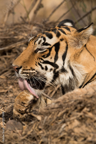 Tiger cub relaxing and cleaning its paw  Ranthambore Tiger Reserve