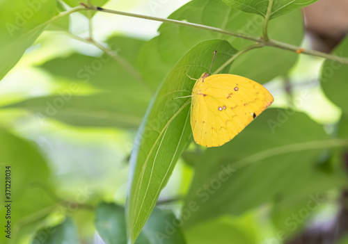 Photos About the colored butterfly in the sunny day