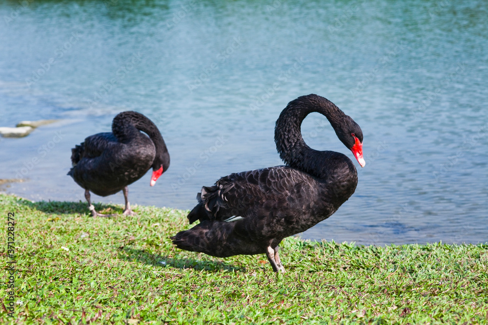 black swan on the lakeshore in the park black swan on the lakeshore in the park