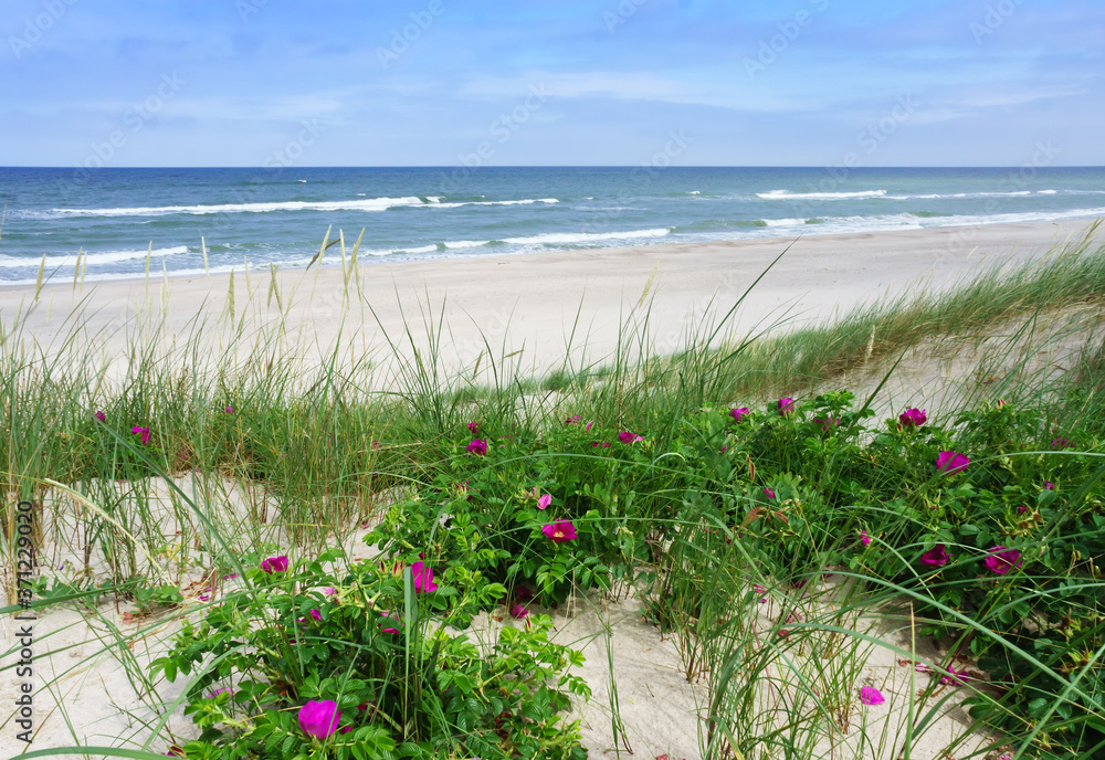 Wild rose bushes in the sand. Rose on the sand dunes by the sea.