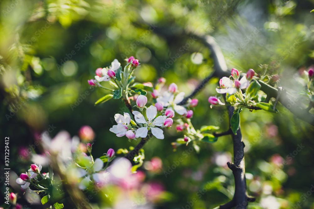 Fototapeta premium Apple flowers,Spring blossom on white with copy space.