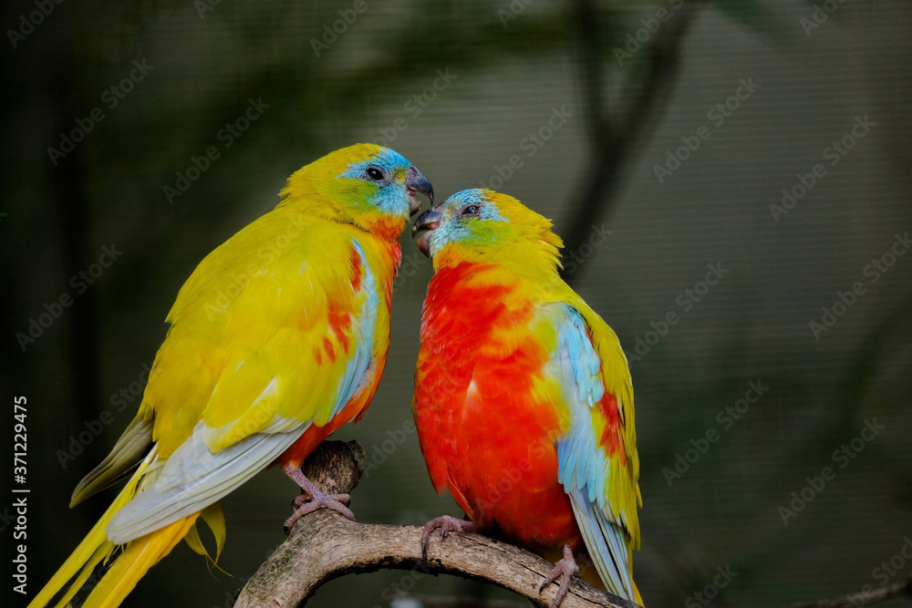 Love of parakeet in rainy season.