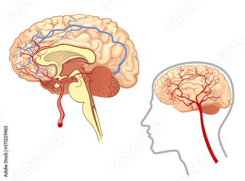 The human brain and major blood vessels, general appearance and section view. Vector illustration.