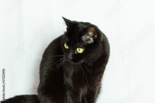 black cat playing on a white background looking to the side