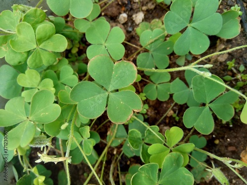 Wallpaper Mural Oxalis corniculata (also called creeping woodsorrel, procumbent yellow sorrel, sleeping beauty) with a natural background Torontodigital.ca