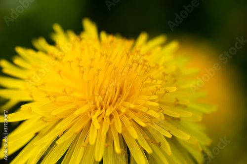 Macro photo of a yellow dandelion bloom.