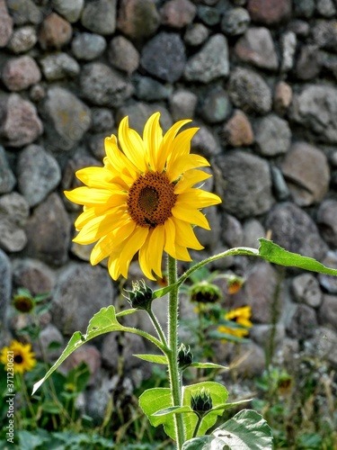 sunflower on a green grass