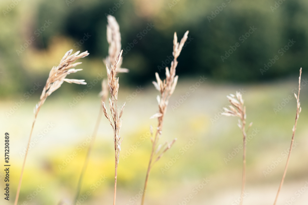 Beautiful spikelets and dried plants against a blurred nature background. Selective focus. Closeup view Beautiful spikelets and dried plants against a blurred nature background. Selective focus. Closeup view