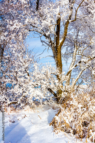 Fresh snow clings to thw trees. Biesiker, Alberta, Canada photo