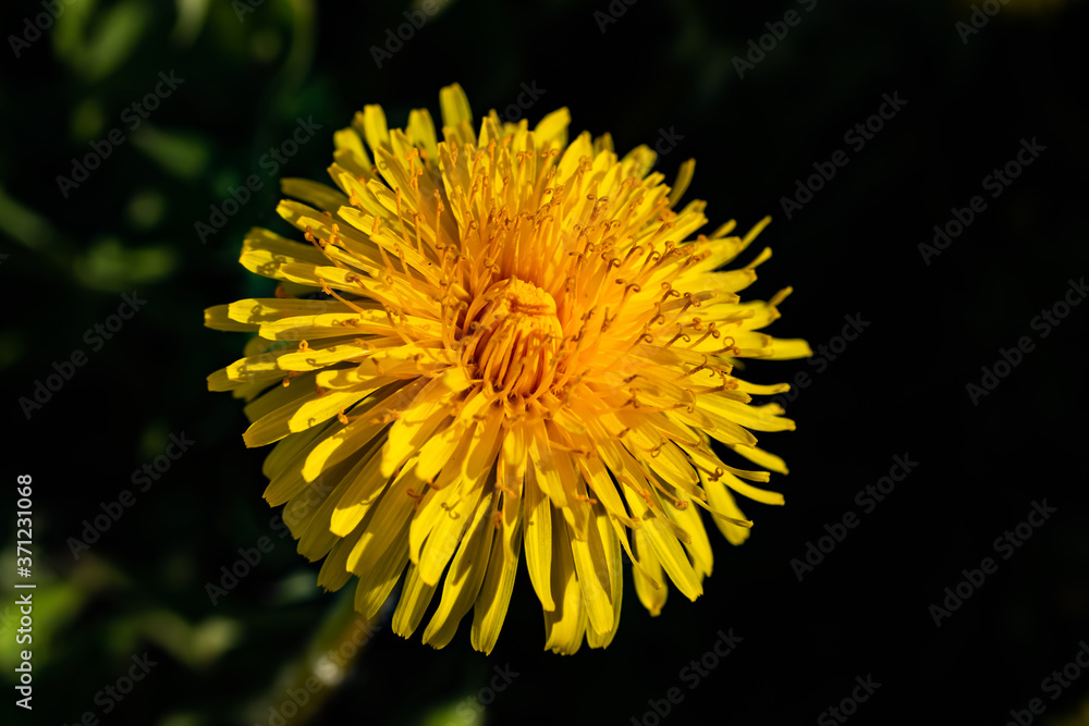 Macro photo of a yellow dandelion bloom. Macro photo of a yellow dandelion bloom.