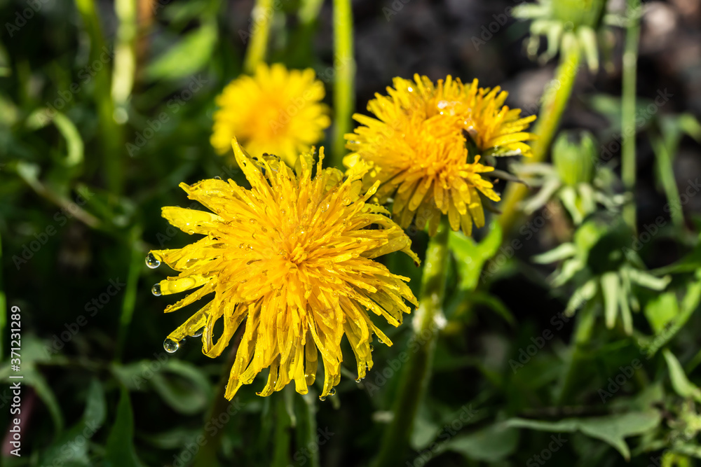Macro photo of a yellow dandelion bloom with raindrops Macro photo of a yellow dandelion bloom with raindrops
