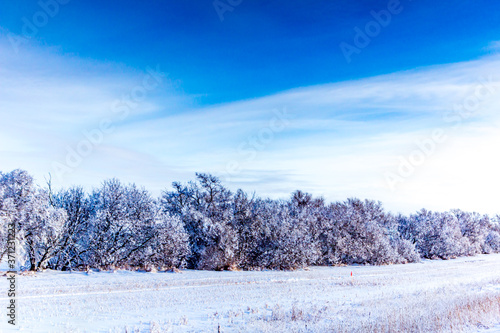 Fresh snow clings to thw trees. Biesiker, Alberta, Canada photo